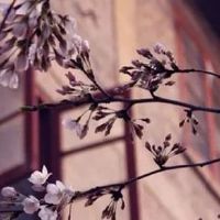 2022生肖猪4月份幸运颜色盘点 吉祥幸运数字为9