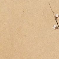 2022年属猪人4月运势运程盘点 学业有成可发财