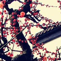 1976年属龙2022年幸运颜色幸运数字 紫色对事业有益