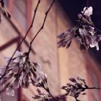 2022年4月份属狗人幸运色是什么 吉祥数字是多少