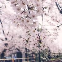 找到这样一个人_十二个诞生地图购物车，有一个明确的（图形）