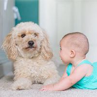 老虎宝宝，在农历新年中午出生于中午。