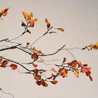 流年夫妻宫天同化忌 贪狼在夫妻宫化忌