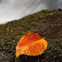 竹猫星球星座芋头财富（4.4-4.10）