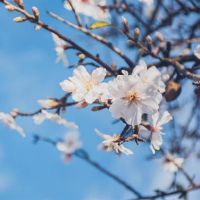 所有三大星座，三个主要的注册背后，能力竞争