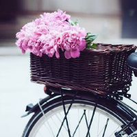 1993年鸡肉优秀配偶的属性是什么？