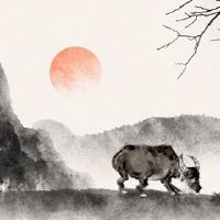 牛的个性与牛女性的个性进行了详细。