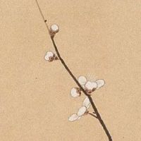 养猪场起名字哪个字好 个性顺口的企业大名推荐