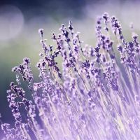 像四个星座一样，我更喜欢一个人感觉而不是活​​泼的人口。