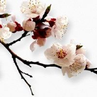 夫妻宫武曲天府婚姻 天府于丑未宫独坐夫妻宫