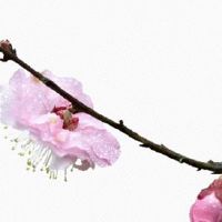 夫妻宫坐桃花的女人 夫妻宫看婚姻