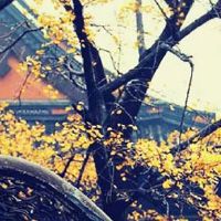 1976年属龙人2022年感情运势 辰龙酉鸡是最佳婚配