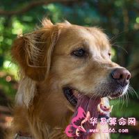 梦见像你自己的狗