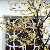 2022年属猪财运发展盘点 是正财好还是偏财好