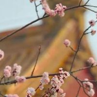 2022年生肖狗在5月财运旺盛吗 今年会发财吗