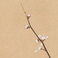 八字正印有几个最好 正印用神聪明慈惠