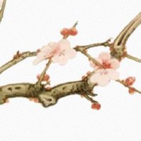 夫妻宫有天喜星 天喜星入命必有喜事