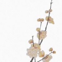 相学最有福气的7种鼻子 龙鼻的人财运满满