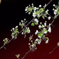 2022年5月生肖猪幸运色和吉祥数字分别是什么