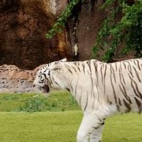 老虎的生命是什么（虎2022的生命是什么）