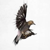 2022年6月26日出生属虎男孩命运好吗 晚年福至 招财旺财