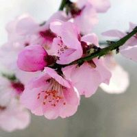 2022年7月25日适合提车吗 农历六月二十六是不是买车日子