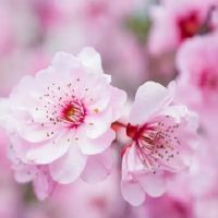 可以挽回婚姻的风水