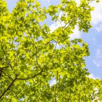 你为什么要吃荔枝？