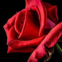 洞察力极强，大多数都会看待人们，嘴巴仍然超级甜美，这是姐姐的三大创口