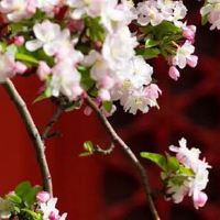 正印偏印同现定有两母 有艺术造诣