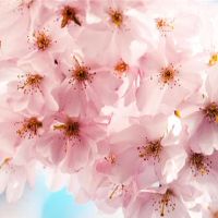 四个容易触摸的星座