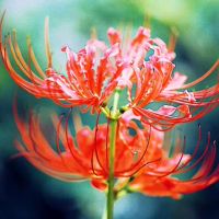 星座具有强烈的见解，精美的思想，没有人可以做到