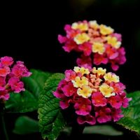 Warna：2022 Venus Pisces作品