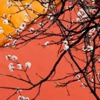 98年属虎女旺夫吗 旺夫体质需增强