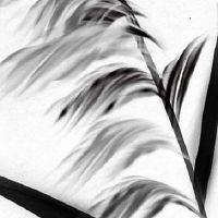 亥时出生的人命硬 生活平稳人缘运旺盛