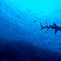 梦想着大鱼是好的或只是