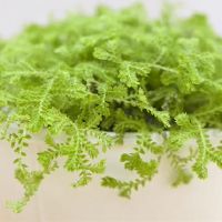 在生活中，4星级善于计算的女性不是吝啬