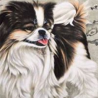 女性救生犬的2019年爱很好，女人的生活是十二生肖2019年爱情运输预测