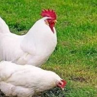 2022年鸡的命运（2022鸡人的全年）