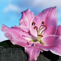 静电鱼类天蝎座一周的财富（4.25-5.1）