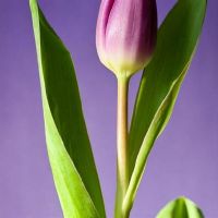 良好的性格，最好的三大星座，无论你走到哪里