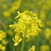 判断一周的星座财富（4.25-5.1）