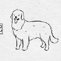 什么是最适合狗的，最适合的是什么