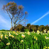 2019年猪年的婴儿生日是什么？