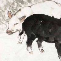 男性生活是2019年每月财富，黄道带猪2019年流感月度财富