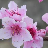 海百合周星座财富（4.25-5.1）