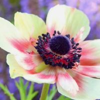 行为是慷慨的，微笑是完整的，女性3星女性