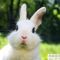 87年属兔人2022年哪个方位财运好 财运方位在哪里