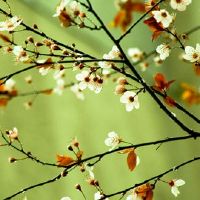 武曲化科破军化权在夫妻宫 夫妻宫遇武曲主刑克