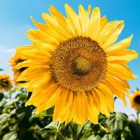 六十四卦歌顺囗溜